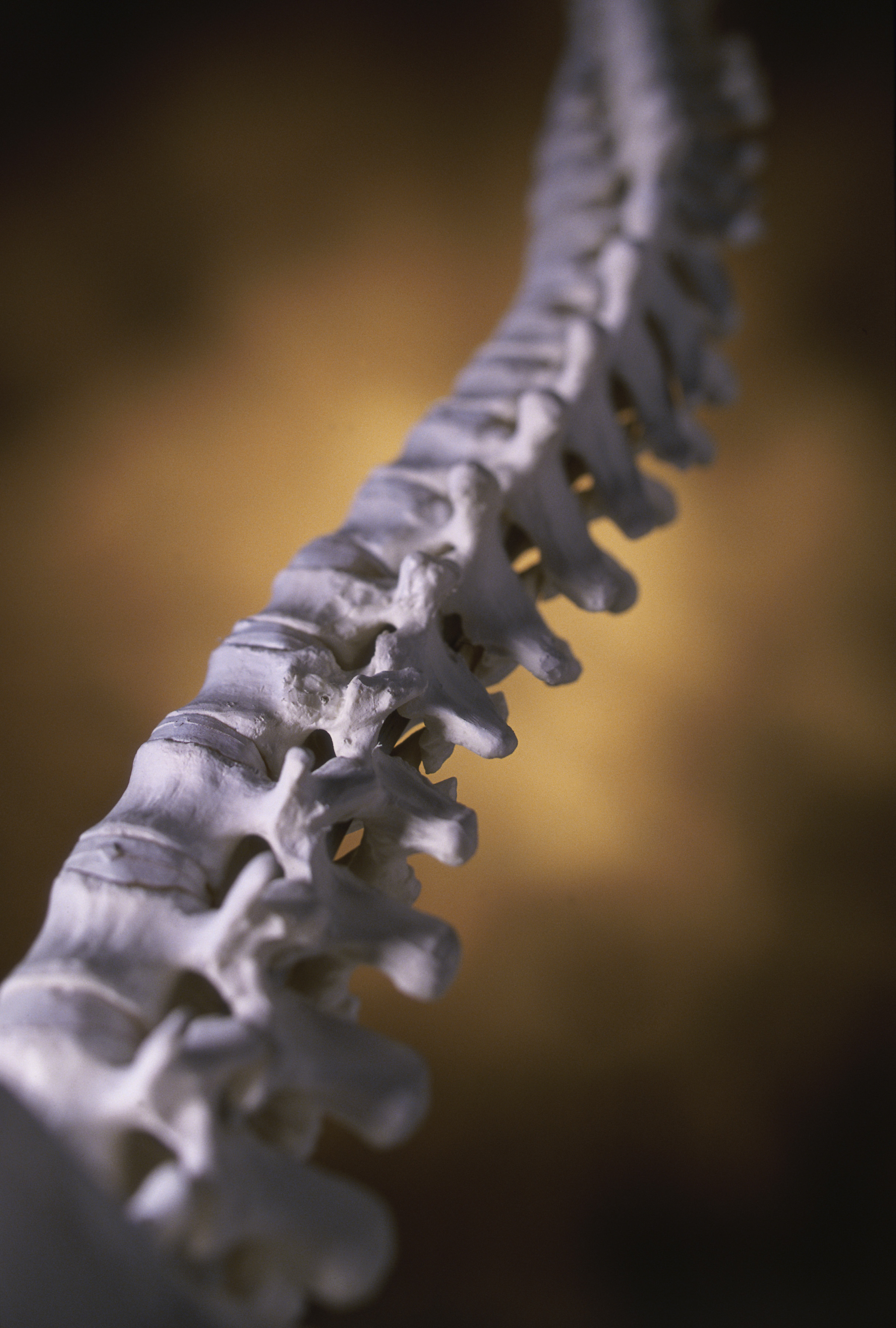 Anatomical spine sculpture illuminated in warm light
